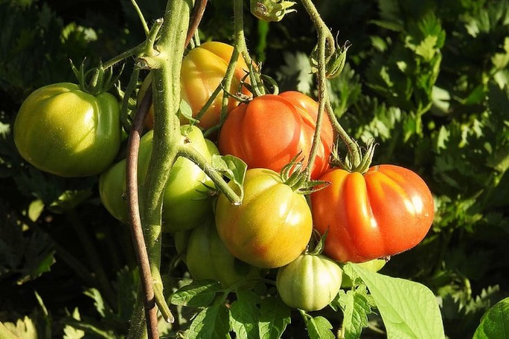 tomatoes-bush-vegetables-nachtschattengewächs